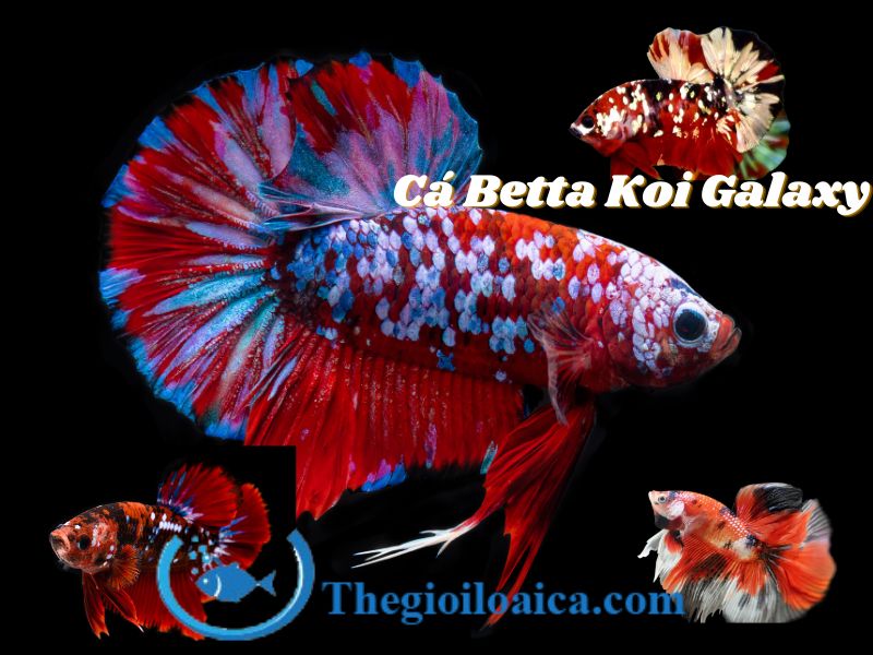 Cá Betta Koi Galaxy màu sắc rực rỡ và lấp lánh