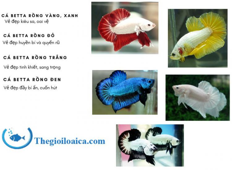 Tổng hợp mẫu cá Betta rồng vàng, xanh, rồng trắng, rồng đỏ, rồng đen được ưa chuộng nhất