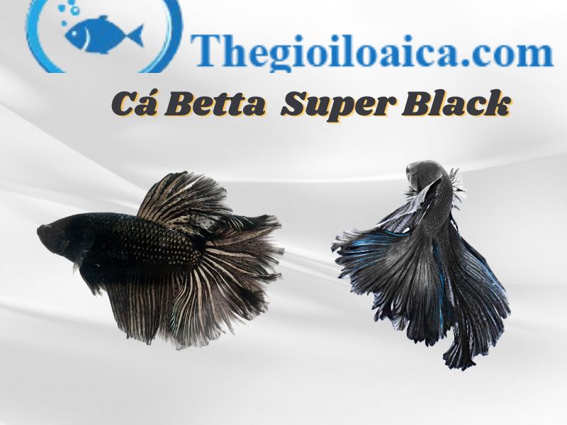 Cá Betta Super Black sắc đen tuyền bao phủ khắp cơ thể tạo nên vẻ đẹp huyền bí