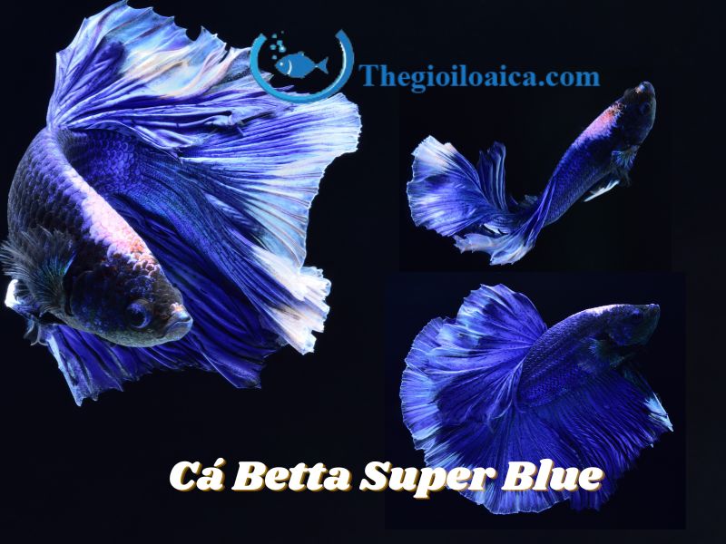 Cá Betta Super Blue có màu sắc chủ yếu là xanh lam đậm