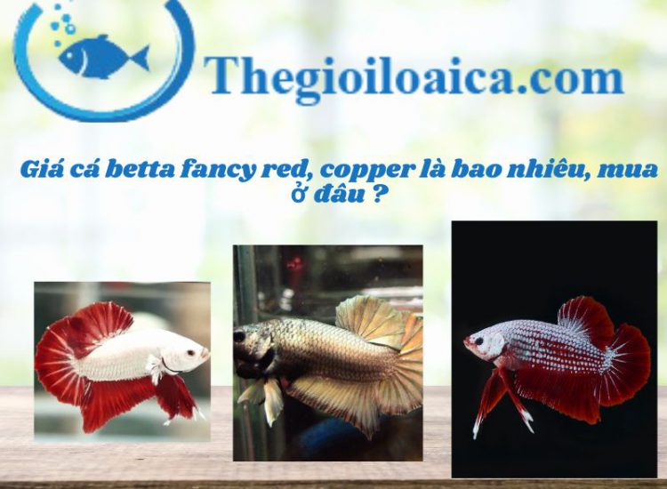 Giá cá betta fancy red, copper là bao nhiêu, mua ở đâu