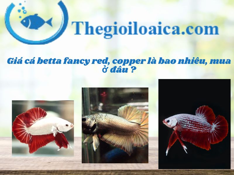 Giá cá betta fancy red, copper là bao nhiêu, mua ở đâu