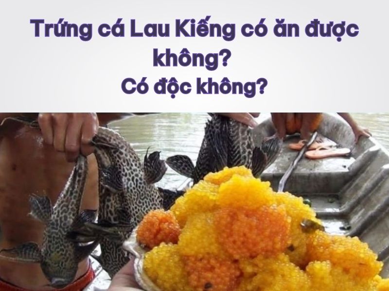 Trứng cá Lau Kiếng có ăn được không?