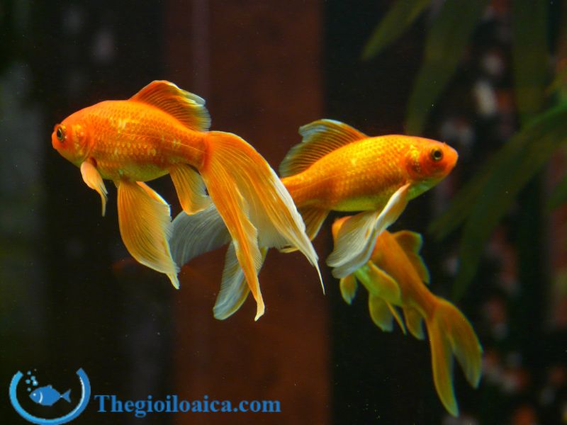 Đặc điểm và nguồn gốc của cá vàng